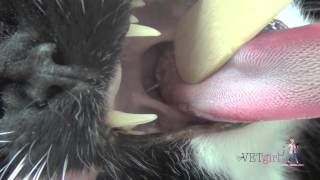 VETgirl How to perform a feline oral cavity examination [upl. by Llednyl]