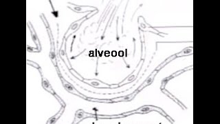 Dode ruimten anatomisch alveolair en fysiologisch [upl. by Notreb]