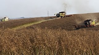 Wielkie żniwa rzepaczane 2016 w OpolskimKombinat Rolny KIETRZ GU ŚWIERKOT CHEMPEST [upl. by Florri38]