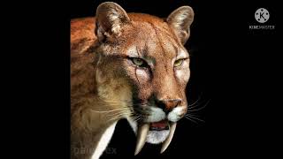 Smilodon Sabre tooth tiger sounds [upl. by Panchito621]