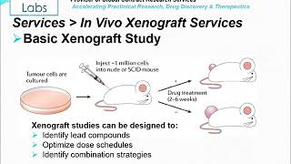 Altogen Labs Invivo Xenograft Services [upl. by Ariahaj677]