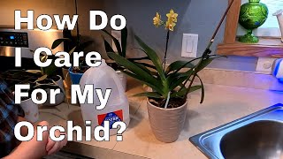 Easy Phalaenopsis Orchid Care and Information [upl. by Hyo]