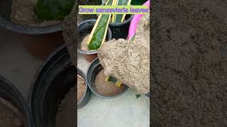 Grow snake plant from leaf cutting garden indoorplants shorts ytshortsindia GreenEarthGarden [upl. by Brendan]