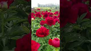 Paeonia lactine peony flower agriculture rural happiness rural bumper season [upl. by Lesya]