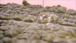 Goutte deau sur des feuilles superhydrophobes [upl. by Ylellan]