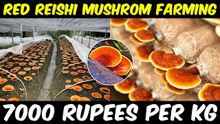 Red Reishi Mushroom Farming  Red Reishi Mushroom Farm  Ganoderma lucidum Mushroom Cultivation [upl. by Erick]