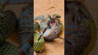 A Tokay Gecko Defends Against a Golden Tree Snake wildlife animals snake gecko [upl. by Pacifica]