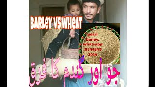 different btween barley and wheatfooddaibetes [upl. by Milburt]