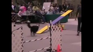 AKC Agility at the 2008 Seattle Kennel Club Dog Show [upl. by Davita967]