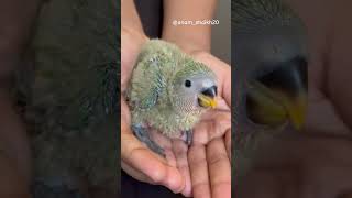 Lovebirds newborn baby vs now 🤩💚transition parrot lovebirds pets birds animals cutebaby [upl. by Eleen]