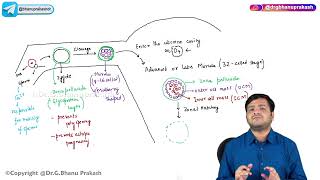 9 First Week of Development Embryology [upl. by Sinnelg]