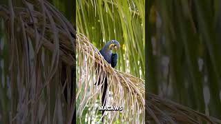 Hyacinth macaw [upl. by Nannoc]