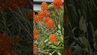 Fivestar orchid Epidendrum radicans Frederickton NSW 2 Oct 2024 [upl. by Willie]