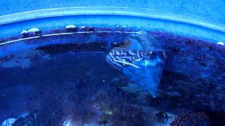 Tank Bred Trochus Snail Spawning Eggs [upl. by Tarabar]