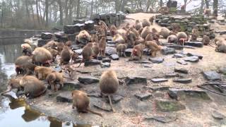 Apenrots Noorder Dierenpark Emmen [upl. by Htebazila]