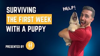 Surviving the first week with a puppy [upl. by Sucitivel840]