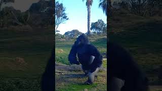 Silverback Gorilla Beating Chest [upl. by Mukerji]