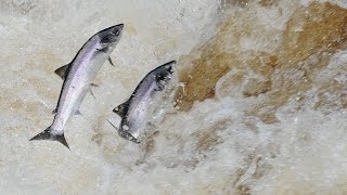 Atlantic Salmon Leaping the falls at Cloghan on the River Finn [upl. by Asilav]