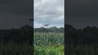 Fungicide applied on corn with a drone [upl. by Bonine160]