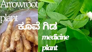 arrowroot plant  ಕೂವೆ ಗಿಡ [upl. by Silas]