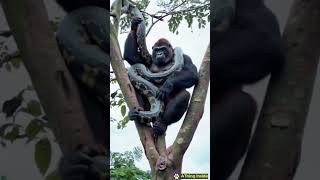 Kingkong tames giant python [upl. by Angle694]