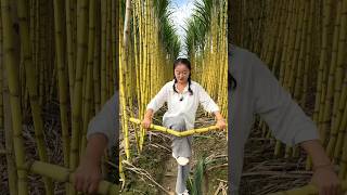 Very Soft and Sweet Sugarcane Harvesting from Farm by Rural Farmer shorts sugarcane farming [upl. by Valentina828]