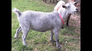 Nigerian Dwarf Dairy Goats at AppleJo Farm Eldon Missouri [upl. by Arbba]