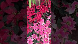 Beautiful Poinsettia Plant love the gorgeous mars pink colour🪴💕 [upl. by Olinad6]