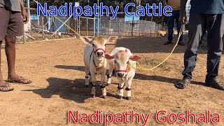 Friendly Nadipathy cattles 1 to 2 feet viral reels yt youtube viralvideo hindi cow [upl. by Einalam]