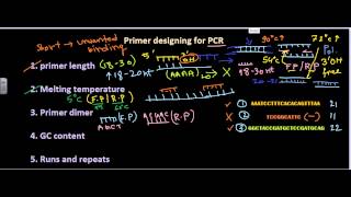 Primer designing [upl. by Holtorf]