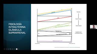 Seminario web SLEIMPNINTA Pesquisa neonatal de hiperplasia suprarrenal congénita [upl. by Ileyan]