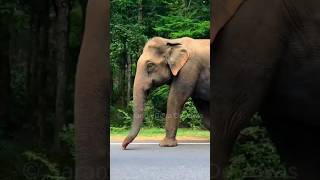 Walking with elephant 😍🐘😱srilankaelephant wildanimals [upl. by Griselda]