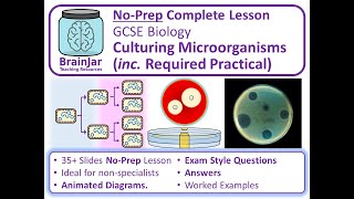 Culturing Microorganisms and Required Practical  AQA GCSE Biology [upl. by Ahsikit]