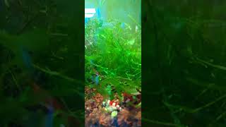 Caridina cantonensis Crystal red shrimp aquariumhobby acuarofilia aquascape [upl. by Heyward]