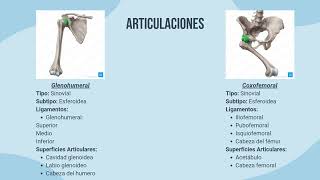 Art Glenohumeral y Art Coxofemoral [upl. by Alram230]