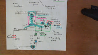 Cystic Fibrosis and Cystic Fibrosis Medications Part 4 [upl. by Pelson333]