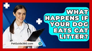 What Happens If Your Dog Eats Cat Litter  PetGuide360com [upl. by Danialah]