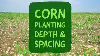 Corn Planting Depth and Spacing [upl. by Alyce]