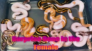 Ball Python Egg Cutting Clutch 6 Pastel Banana Pied x Pied CinnyBlack Pastel [upl. by Blandina]