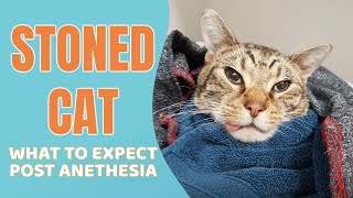 What to expect when your cat is recovering from anesthesia [upl. by Adaj]