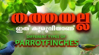 നാടൻതത്തക്ക് പകരക്കാരൻ ഫിഞ്ചിൽഉണ്ട് birds youtubeshorts birdsofkerala youtubeshorts [upl. by Hermina]