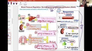 RAAS regulation of blood pressure [upl. by Whitnell]