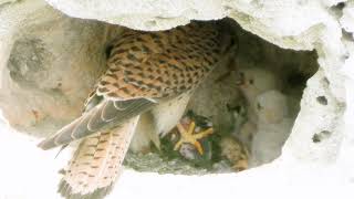 Falcon kills a bird and feeds its chicks in the nestFalco tinnunculusCommon Kestrel feeding chicks [upl. by Helban]