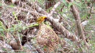 Weaver birds building nests [upl. by Kawai]