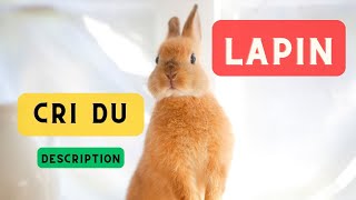 Cri du lapin et description 🐇 Bruit du lapin cri lapin 🐇 [upl. by Naves67]