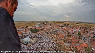 Storchennest 3 Madrigal de las Altas Torres ES  BeringungBlaues Plastiknetz enfernt  07062024 [upl. by Ameerak259]