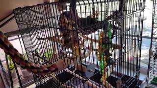 Prevue Square Roof Parrot Cage [upl. by Oza993]