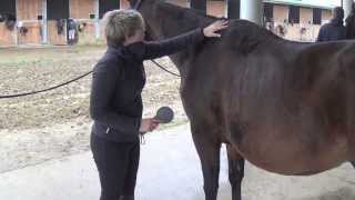 Comment panser un cheval [upl. by Aubert]