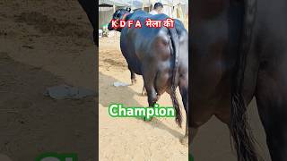 K D F A मेला की champion 🏆🏆🏆haryana murrahcalf dairyfarm murrahdairyfarm murrahfarm [upl. by Haughay]