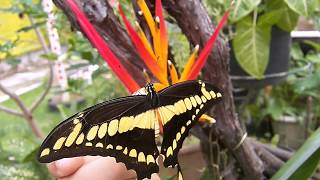 Heraclides thoas brasiliensis [upl. by Lock735]